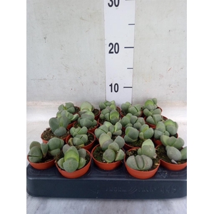Lithops sp.