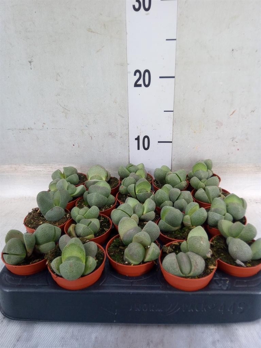<h4>Lithops sp.</h4>