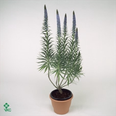 Echium fastuosum P24