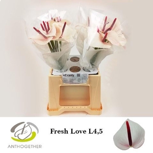 Anthurium andr. 'Fresh Love'