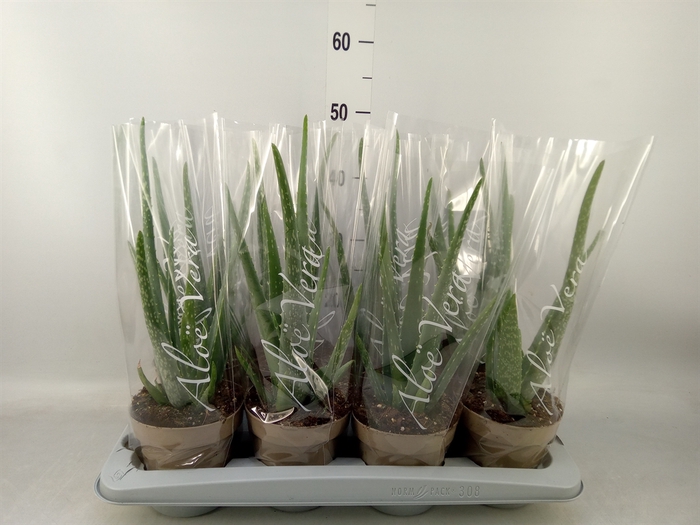<h4>Aloe vera</h4>