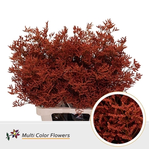 Limonium DYED Orange