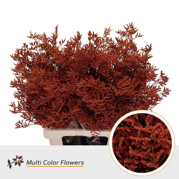 <h4>Limonium DYED Orange</h4>