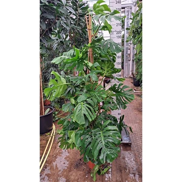 <h4>Monstera Deliciosa 210</h4>