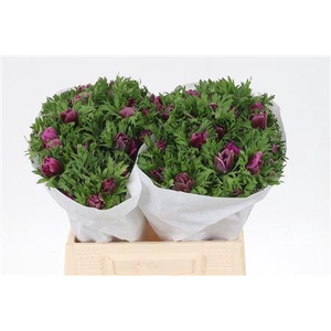 Anem Co Mis + Fucsia