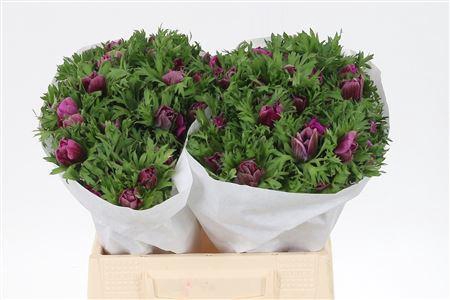 <h4>Anem Co Mis + Fucsia</h4>