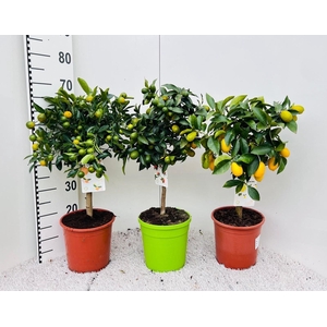 Citrus Mixed 3+ Var. on stem