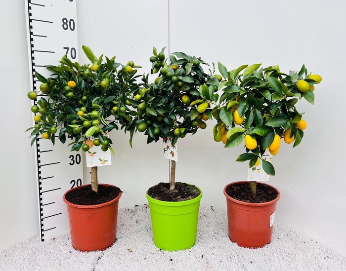 <h4>Citrus Mixed 3+ Var. on stem</h4>