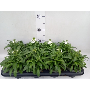 Erysimum  'Leya White'