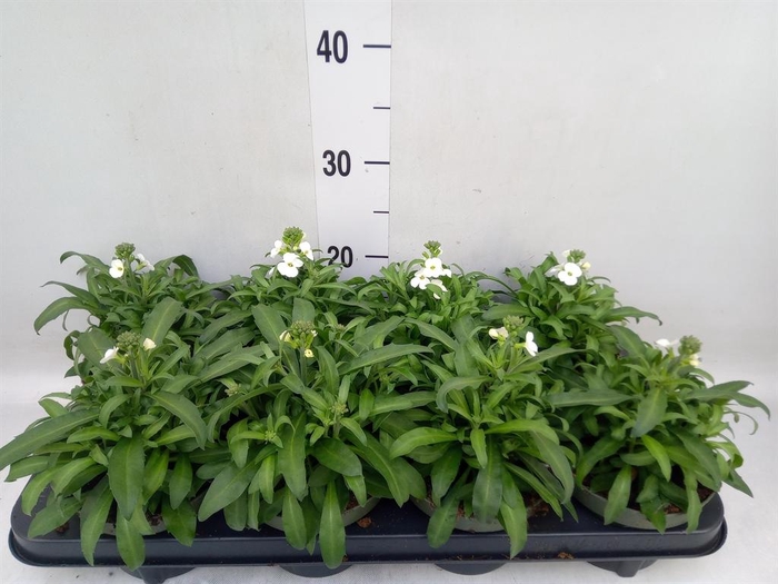 <h4>Erysimum  'Leya White'</h4>