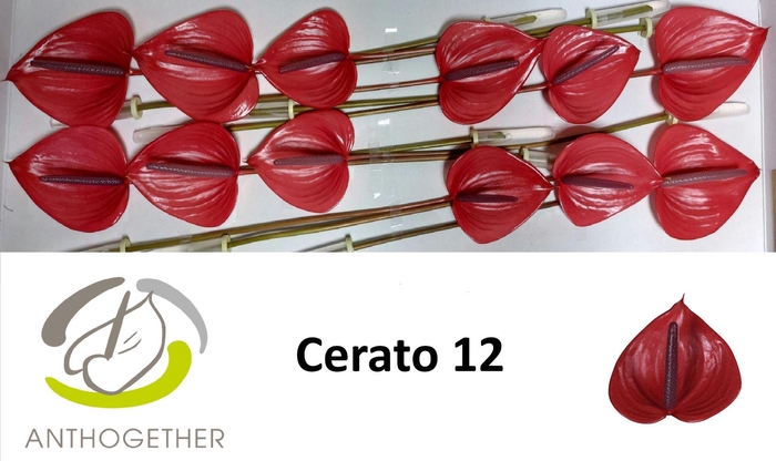 <h4>ANTH A  CERATO</h4>