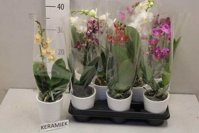 <h4>ARR PHAL 1 TAK</h4>