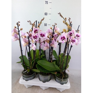Phalaenopsis   ...