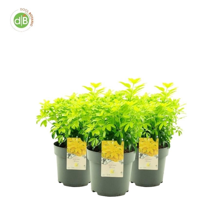 <h4>Choisya ternata 'Brica'</h4>