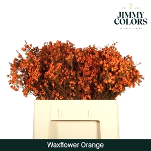 Waxflower L60 Klbh. oranje