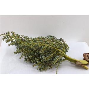 Sier Dadels Di Lago 1 Kg