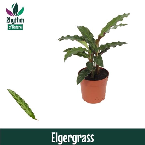 <h4>Calathea rufibarba 'Elgergrass'</h4>