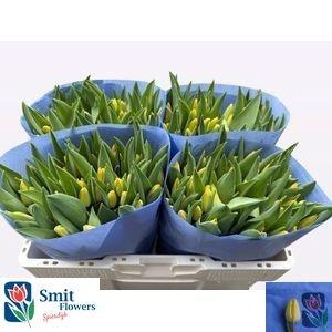 <h4>TU EN GOLDEN TILIRO</h4>