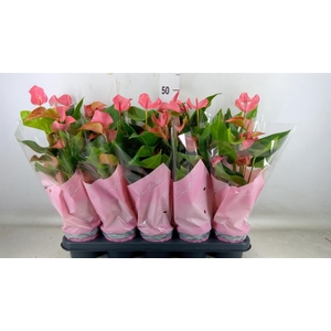 Anthurium  'FC Romantico'