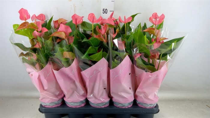 <h4>Anthurium  'FC Romantico'</h4>