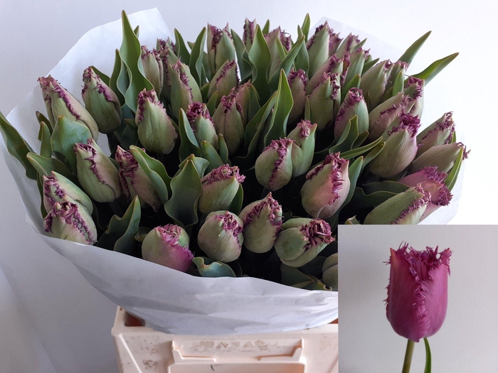 <h4>TU FR CUMMINS</h4>