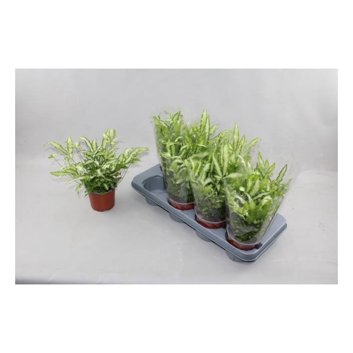 <h4>Pteris cretica Albolineata 12Ø 30cm</h4>