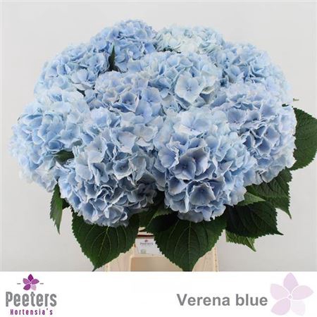 <h4>Hydr M Ch Verena Bl</h4>