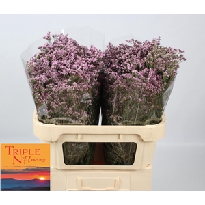 LIMONIUM  'SAFORA OSHI PINK'