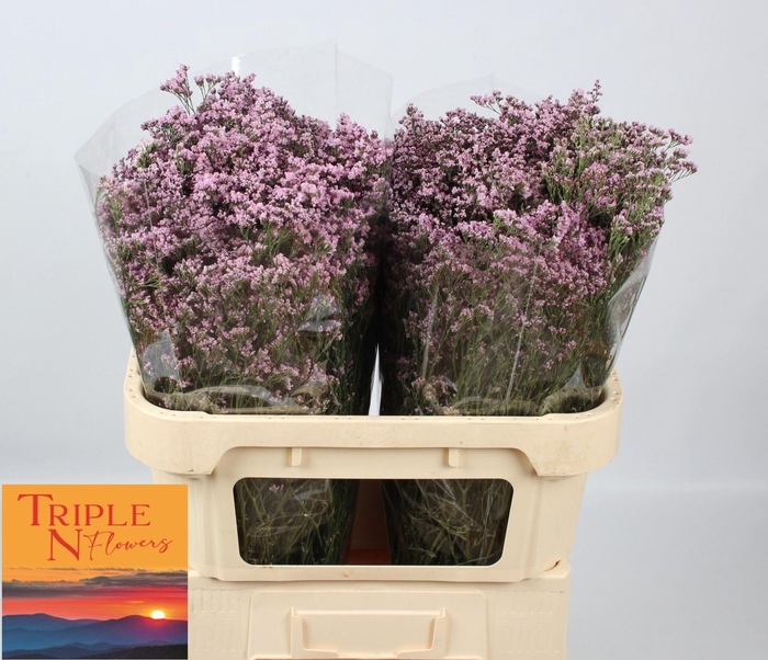 <h4>LIMONIUM  'SAFORA OSHI PINK'</h4>