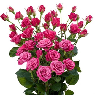 <h4>ROSA SPRAY GLORIOUS 040 CM</h4>