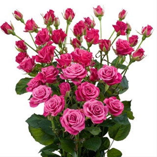 <h4>ROSA SPRAY GLORIOUS 050 CM</h4>