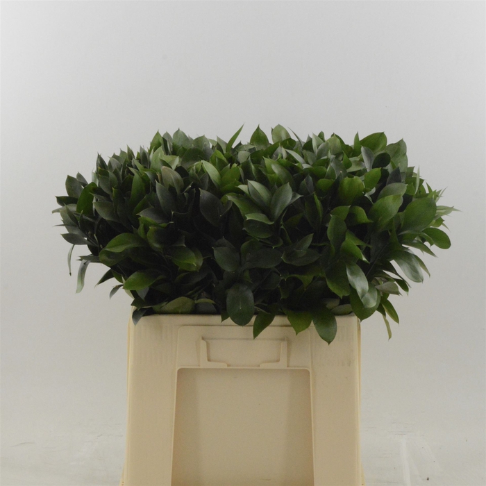 <h4>Ruscus Hypophyllum</h4>