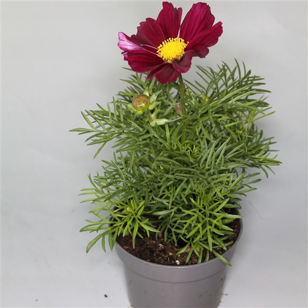 <h4>Cosmos Violet p 10,5</h4>