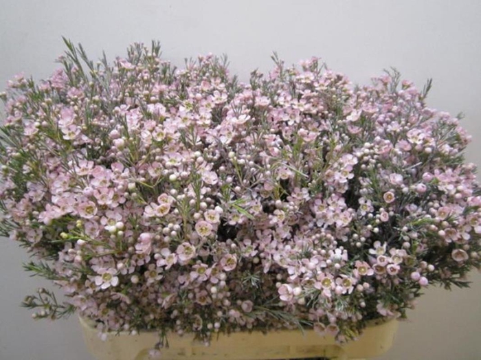 <h4>Chame Ofir Milka</h4>