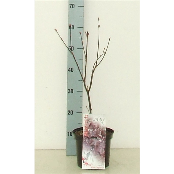 <h4>Acer palmatum 'Red Emperor' P19 Full CC</h4>