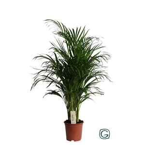 Dypsis lutescens   ...Chrysalidoca