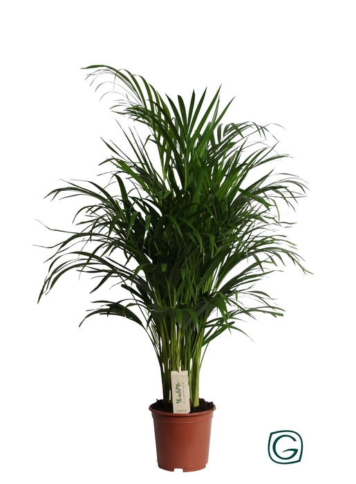 <h4>Dypsis lutescens   ...Chrysalidoca</h4>
