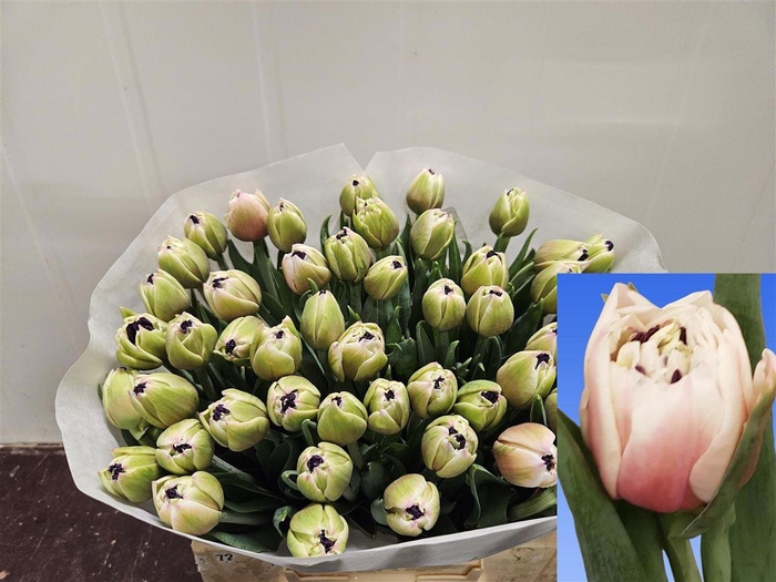 <h4>Tu Du Sambuca</h4>