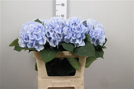 <h4>Hydr M Verena Bl</h4>