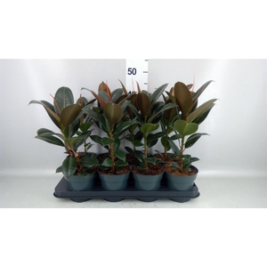 Ficus elastica 'Melany'