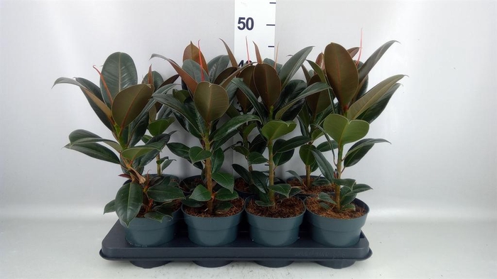 <h4>Ficus elastica 'Melany'</h4>