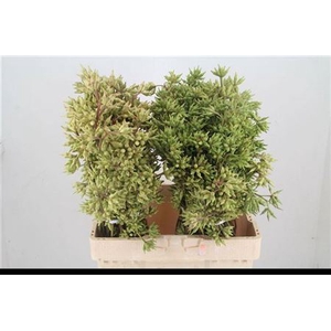 Euca Robusta Berry P Bunch
