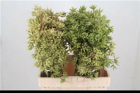 <h4>Euca Robusta Berry P Bunch</h4>