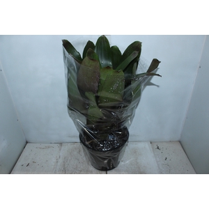 BROMELIA IMPERIAL P27 VERDE/VERMELHO