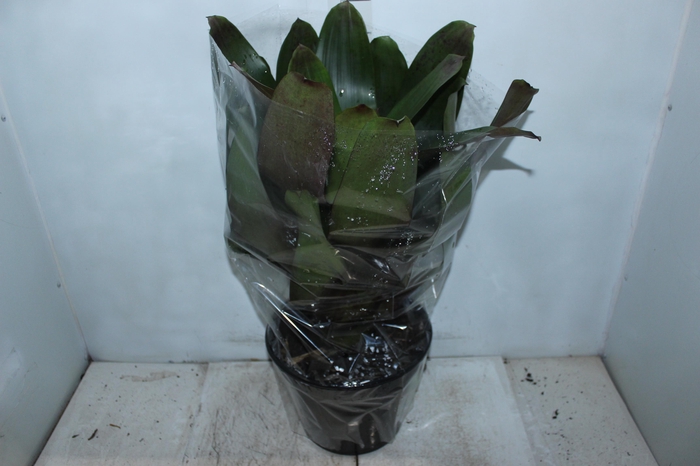 <h4>BROMELIA IMPERIAL P27 VERDE/VERMELHO</h4>