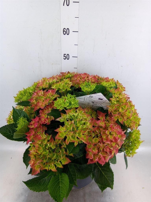 <h4>Hydrangea mac.</h4>