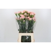 Dianthus St Sarah Pink