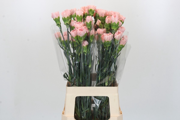 <h4>Dianthus St Sarah Pink</h4>