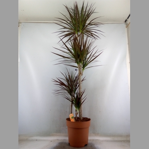 Dracaena marg. 'Magenta'