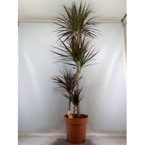 Dracaena marg. 'Magenta'